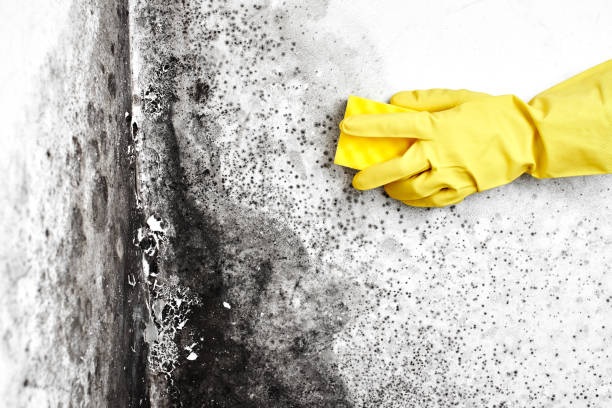 Certified Mold Removal in Jonestown, TX