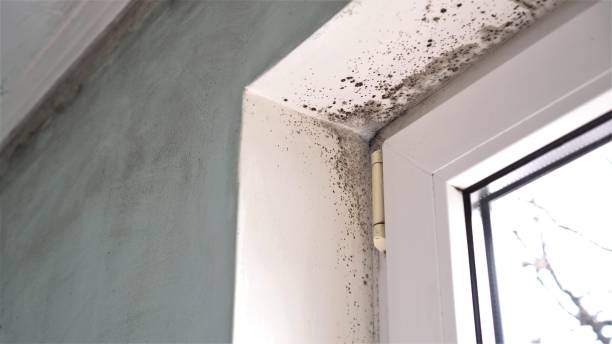 Best Local Mold Removal Service  in Jonestown, TX