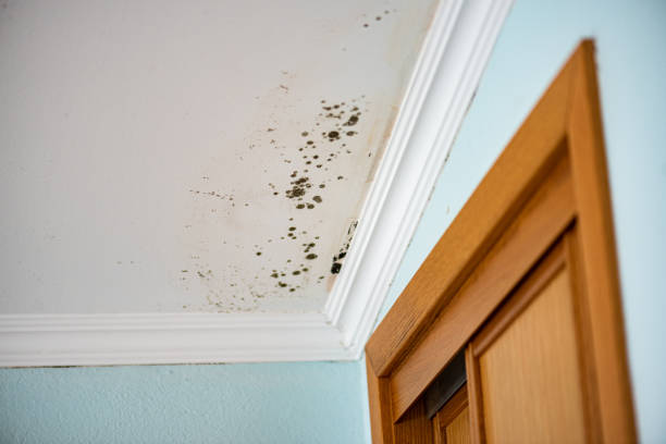 Best Mold Removal Company Near Me  in Jonestown, TX