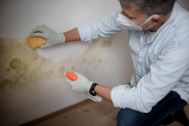 Best Residential Mold Removal  in Jonestown, TX