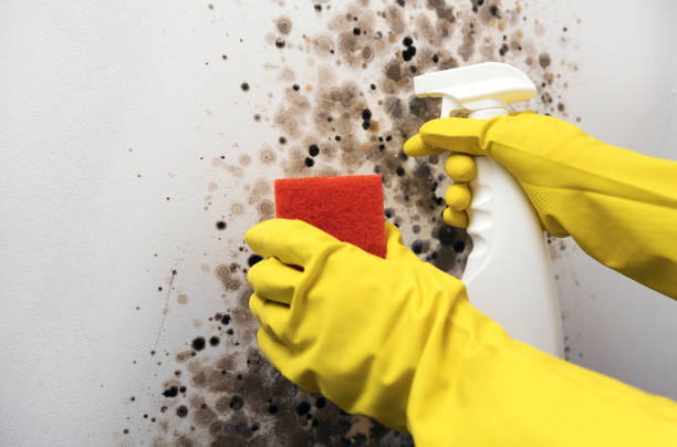 Best Mold Inspection  in Jonestown, TX