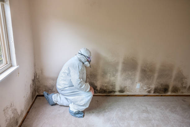 Best Black Mold Removal  in Jonestown, TX