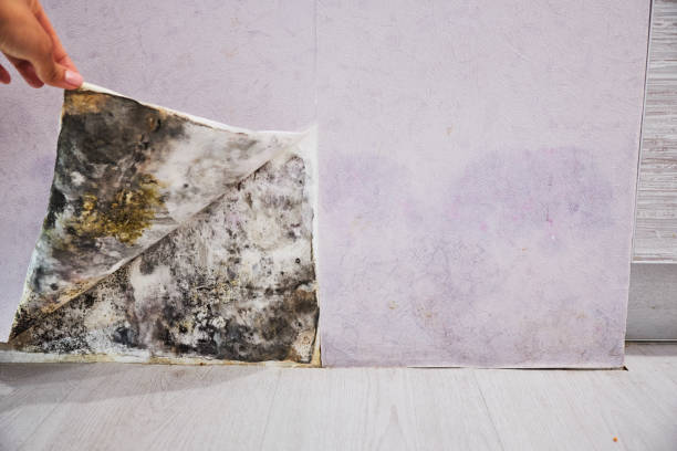 Best Mold Cleaning Services  in Jonestown, TX